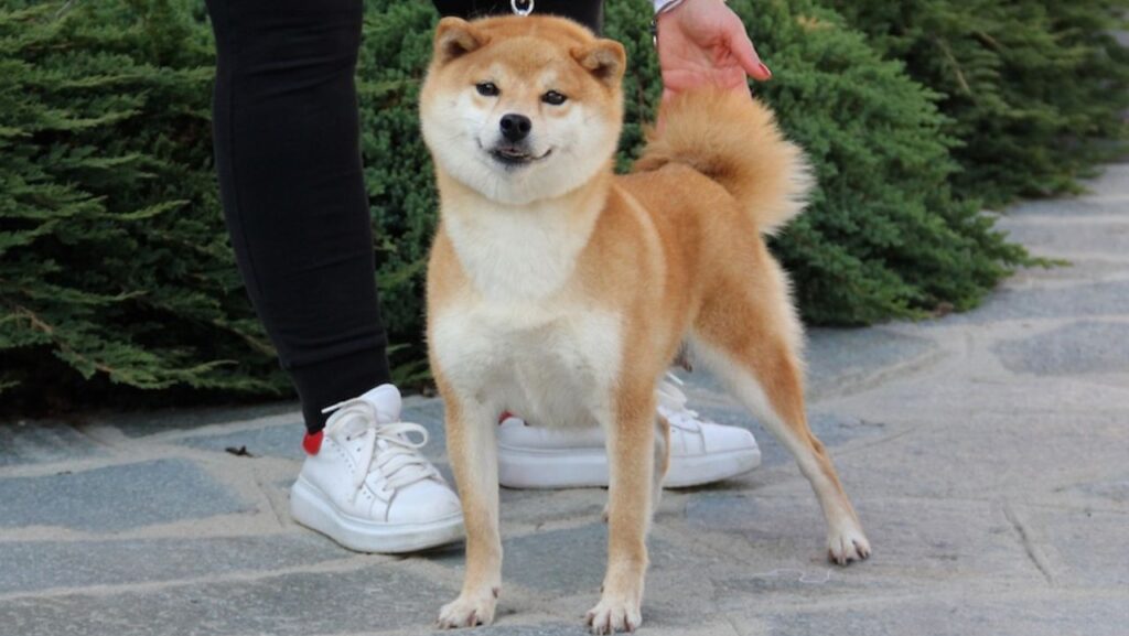 Akemi Go Di Casa Saporito