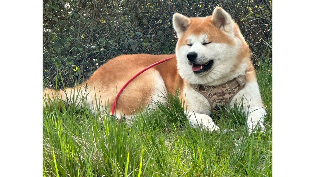 Haru 4 Go Di Casa Saporito