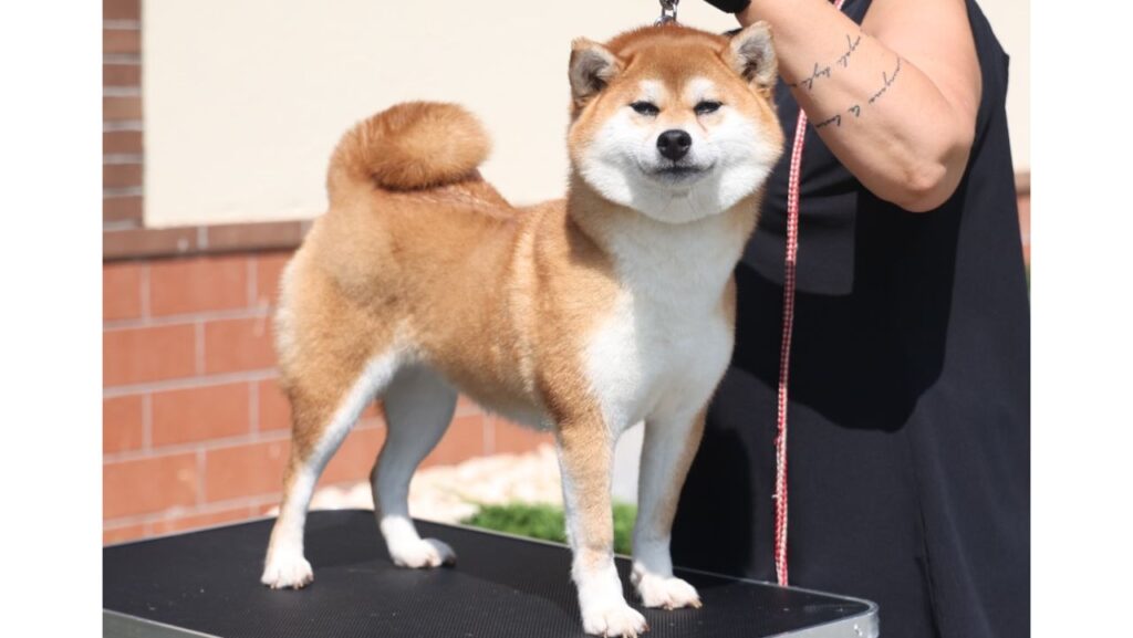 Kinu Go Minoo Segawasou Kinu Go Minoo Segawasou