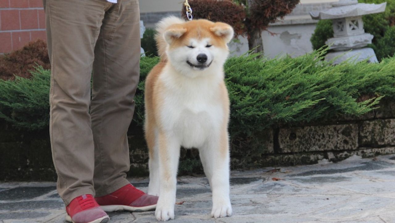 Kitagawa Go Di Casa Saporito