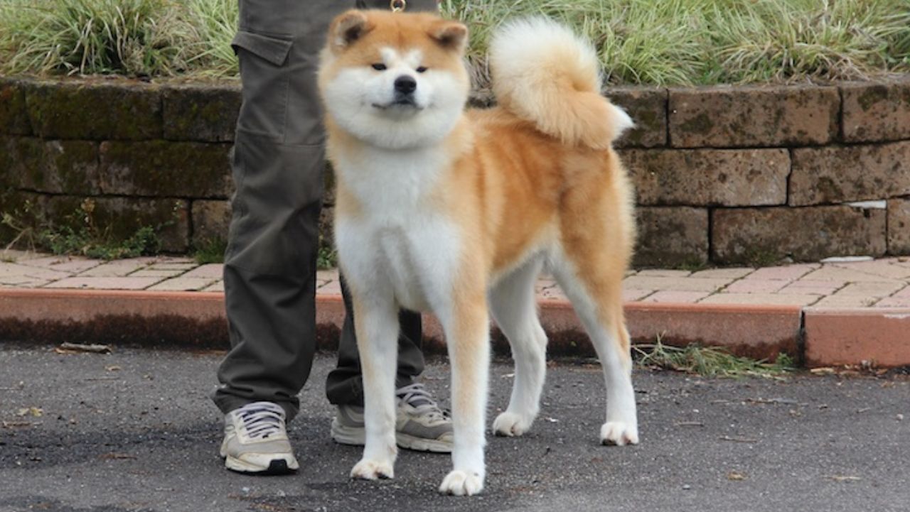 Michiko 1 Go Di Casa Saporito