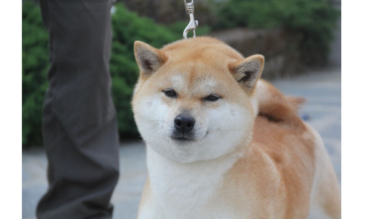 Miyaku-Sakurame-Go-Sanuki-Mizumotosou