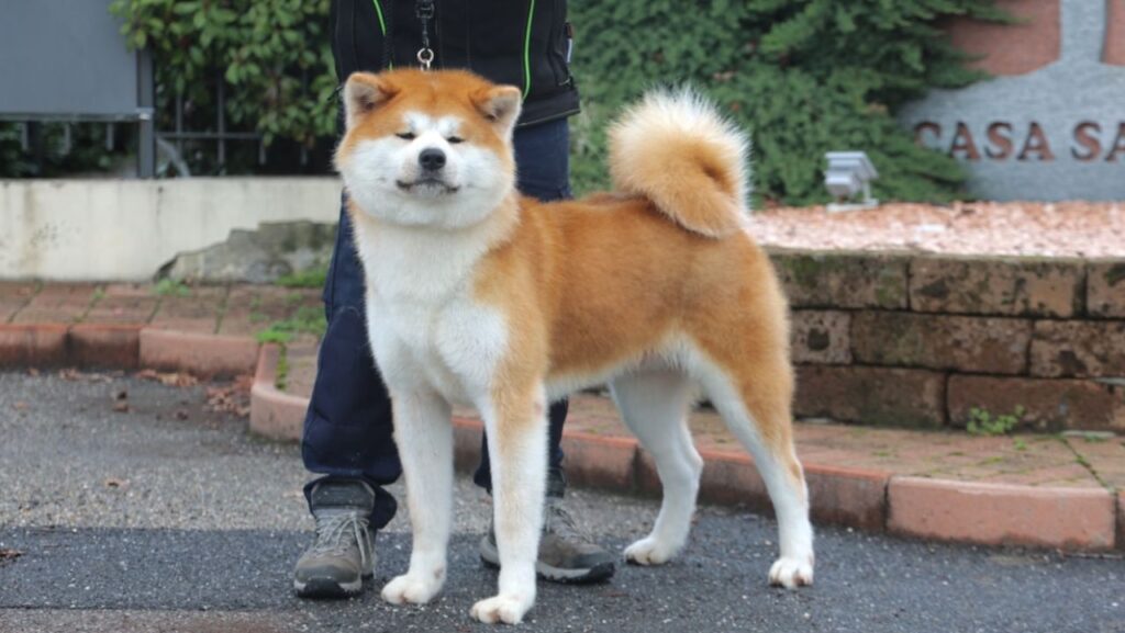 Takeru Go Shichi Go San