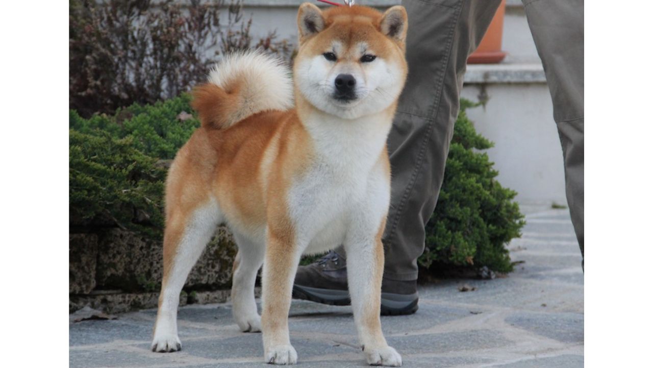 Tenouryuu Go Hida Takayamasou
