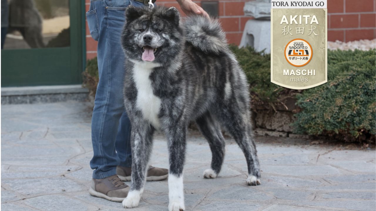 Tora Kyodai Go Di Casa Saporito