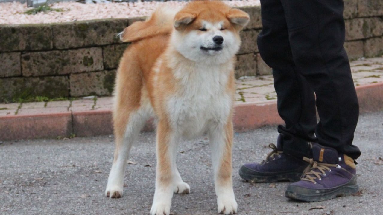 Yosei Go Di Casa Saporito